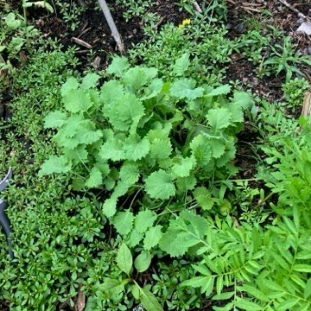 Garden DONATION Non GMO Seeds And  gift for your support. - Picture 15 of 16